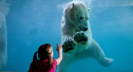 Photo of a child looking at a polar bear at Point Defiance Zoo